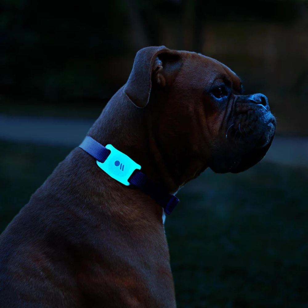 Case-Mate AirTag for Dog Collar