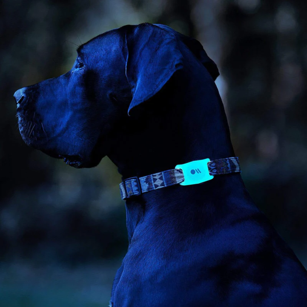 Case-Mate AirTag for Dog Collar